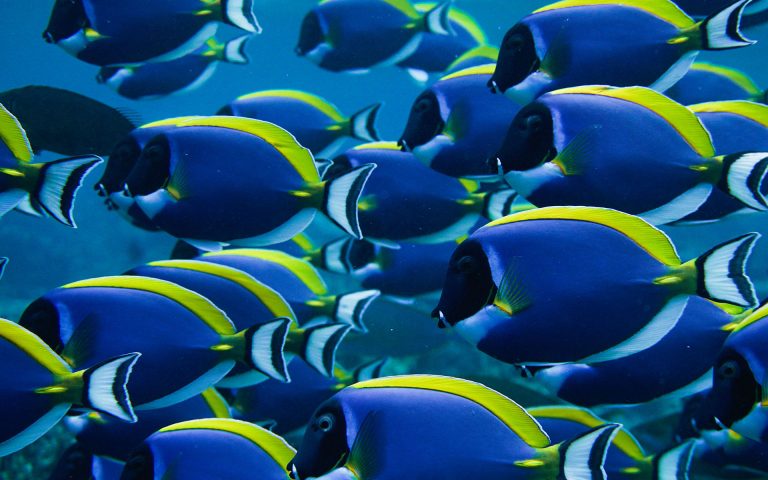 Tropical fish swimming around the reefs in the Maldives Central Atolls during Nordes Surfhouse surf charter.